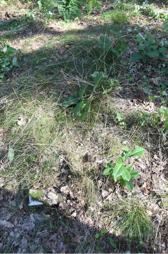 Grabstein Nummer 26 auf dem Friedhof Trzemeszno Lubuskie (Schermeisel)
