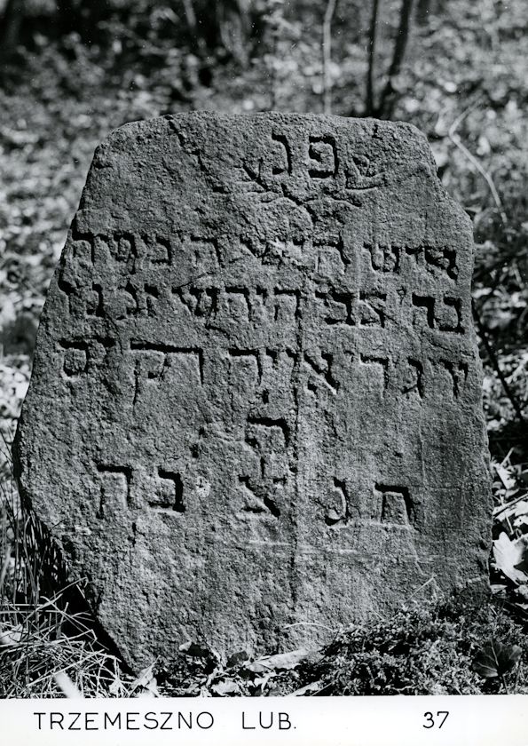 Grabstein Nummer 41 auf dem Friedhof Trzemeszno Lubuskie (Schermeisel)