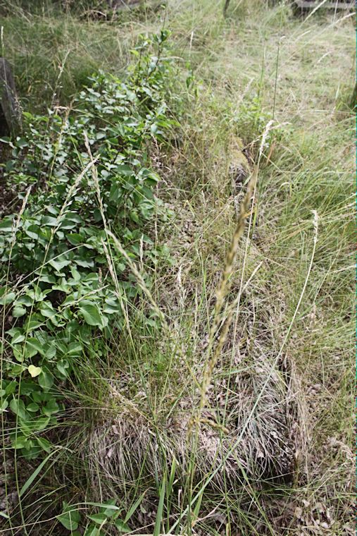 Grabstein Nummer 23 auf dem Friedhof Zasieki (Forst)