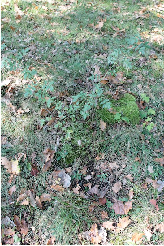 Grabstein Nummer 117 auf dem Friedhof Guben