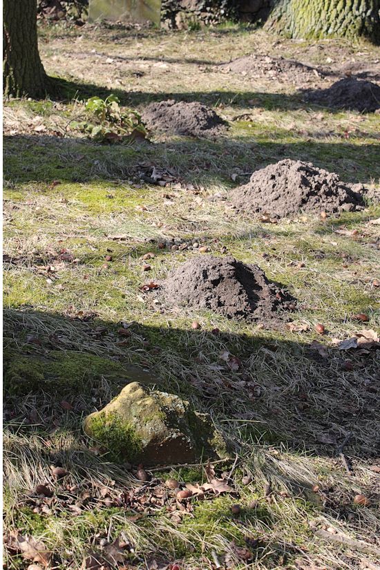 Grabstein Nummer 22 auf dem Friedhof Groß Neuendorf