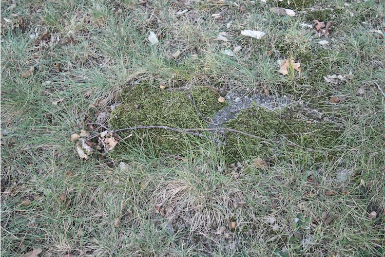 Grabstein Nummer 105 auf dem Friedhof Guben