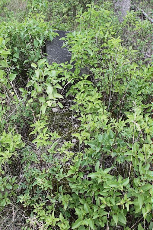 Grabstein Nummer 31 auf dem Friedhof Zasieki (Forst)
