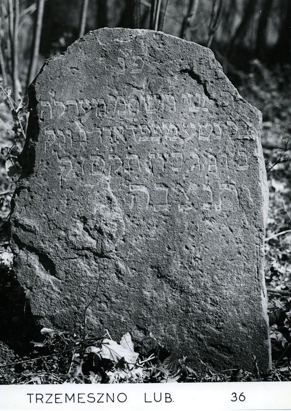 Grabstein Nummer 40 auf dem Friedhof Trzemeszno Lubuskie (Schermeisel)