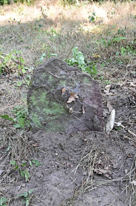 Grabstein Nummer 19 auf dem Friedhof Trzemeszno Lubuskie (Schermeisel)