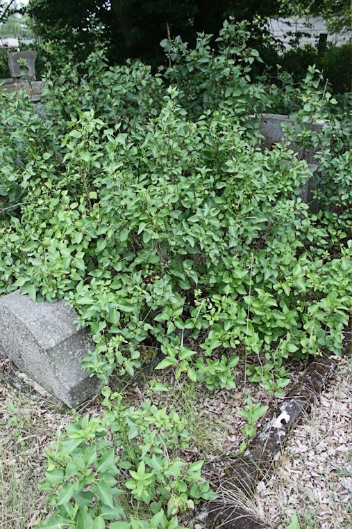 Grabstein Nummer 35 auf dem Friedhof Zasieki (Forst)