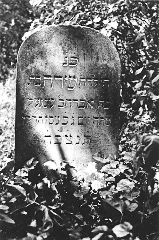 Grabstein Nummer 7 auf dem Friedhof Chojna (Königsberg)