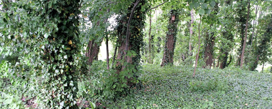 Zugewachsener und mit Robinien bepflanzter Jüdischer Friedhof von Pszczew