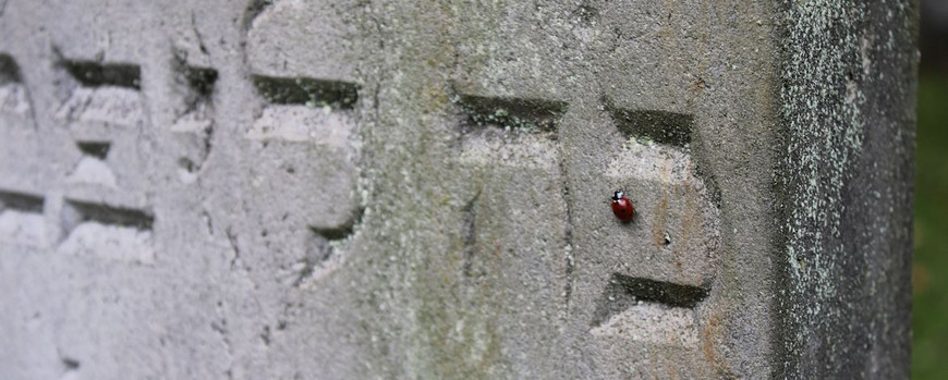 Der älteste Grabstein des Jüdischen Friedhofs in Storkow